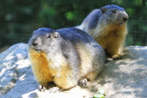 Marmottes au soleil au Parc animalier des Pyrénées